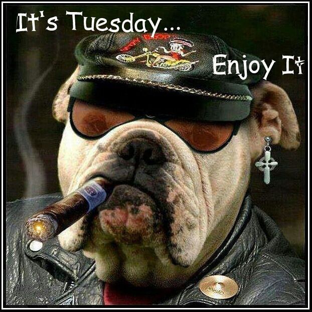 Its Tuesday - Enjoy it. Bulldog